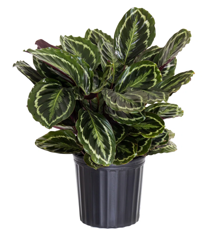 Calathea