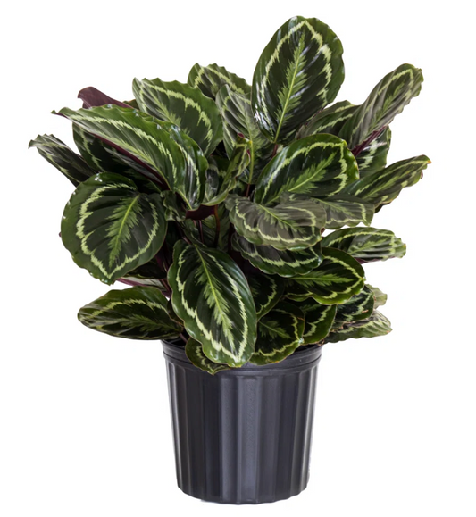 6" Calathea