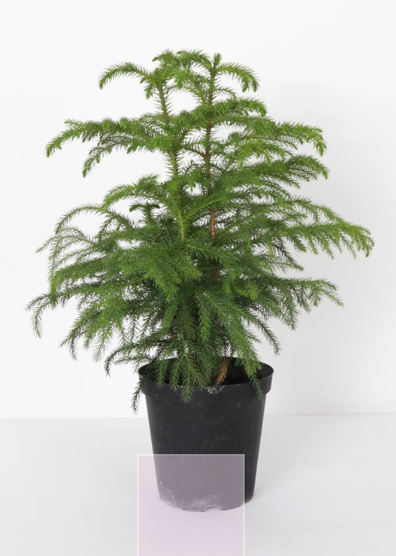 Norfolk Pine- Big