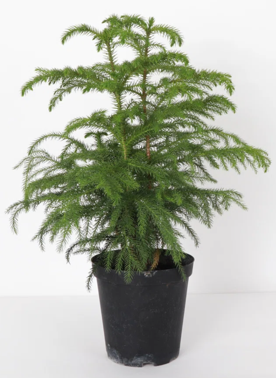 Norfolk Pine- Small