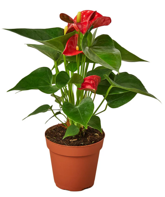 6" Anthurium