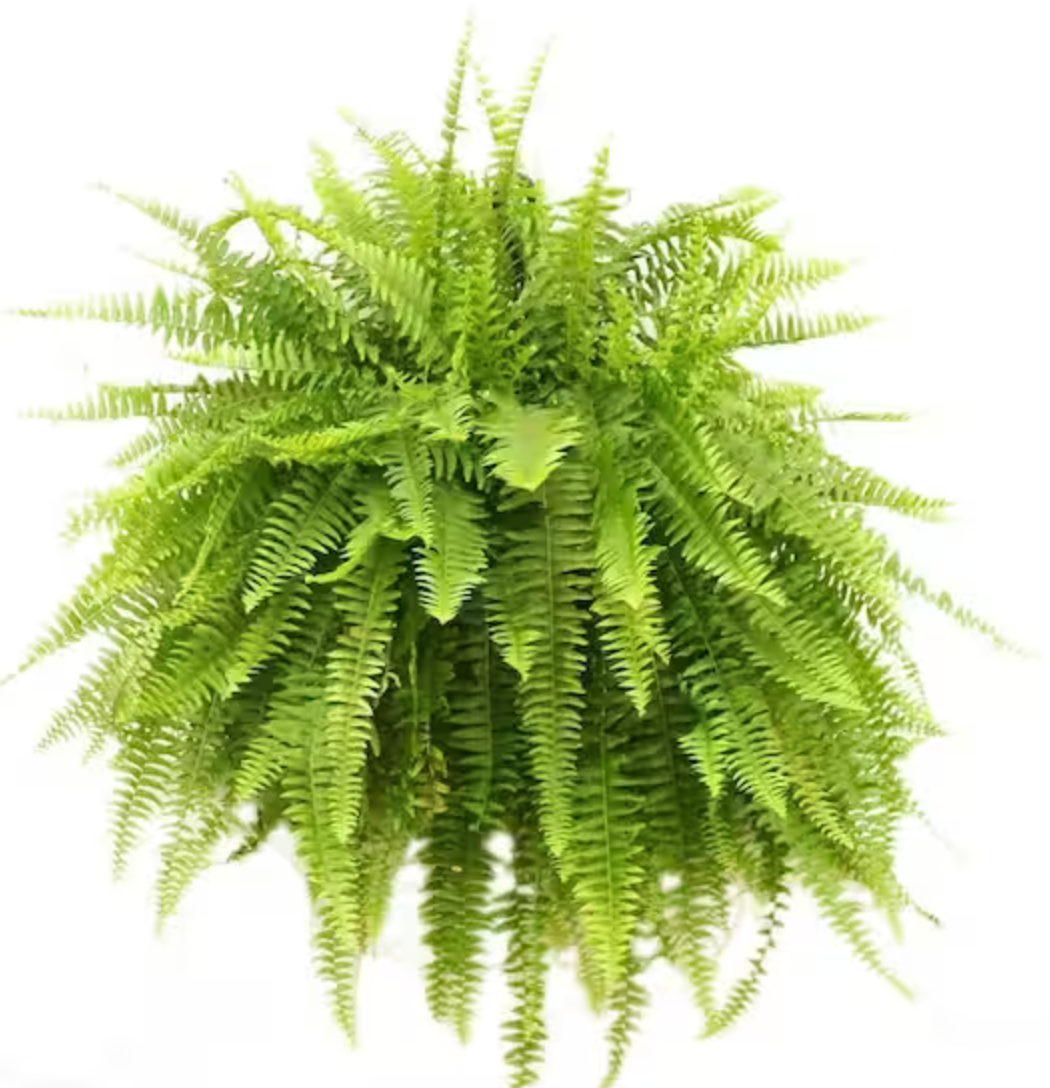 Boston Fern 4"