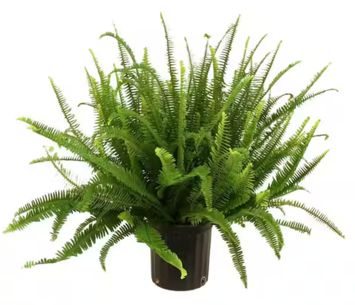 Small Kimberly Fern