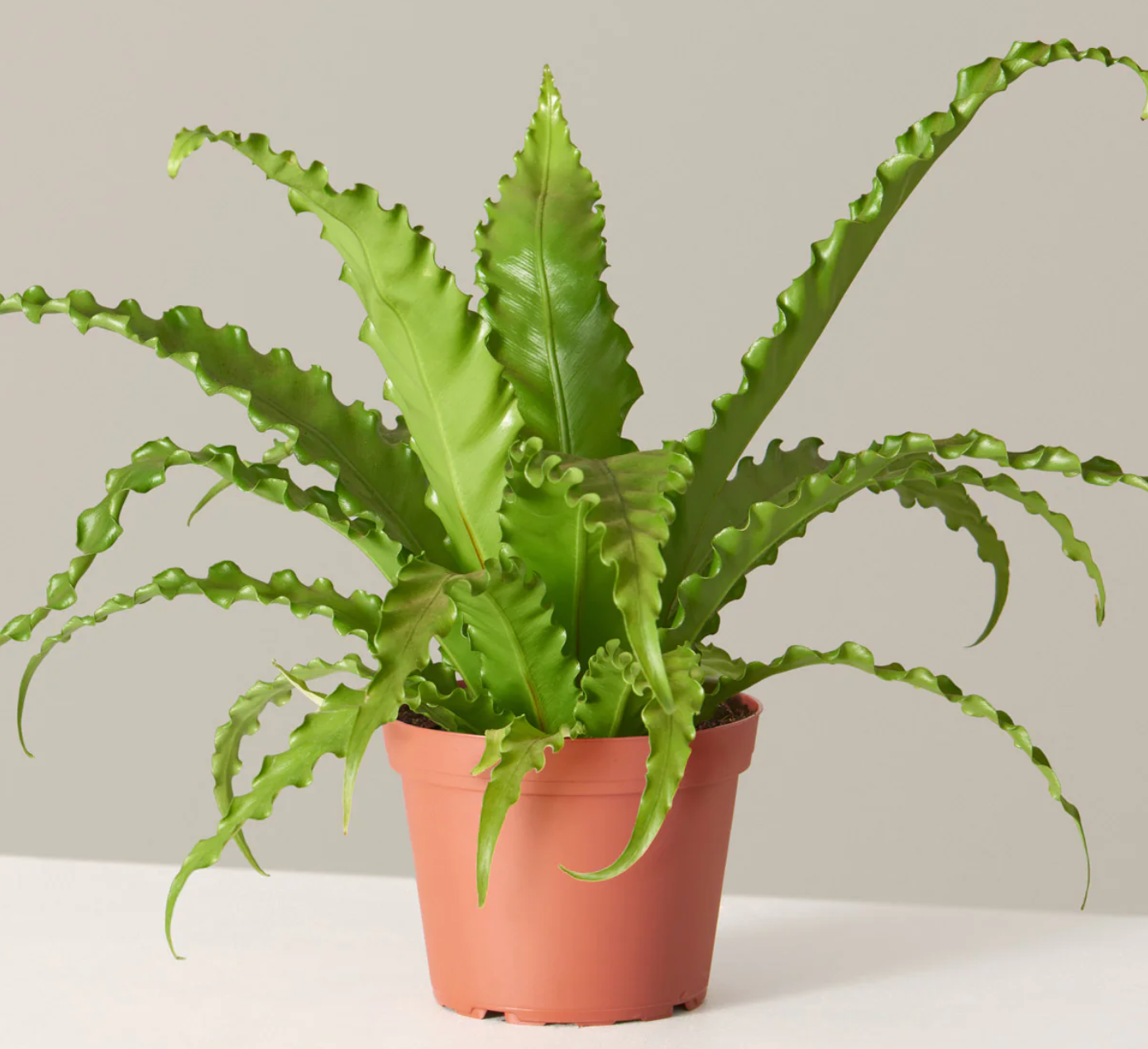 Birds Nest Fern Hurricane 6"