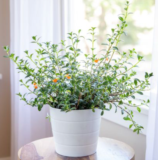 Goldfish Plant