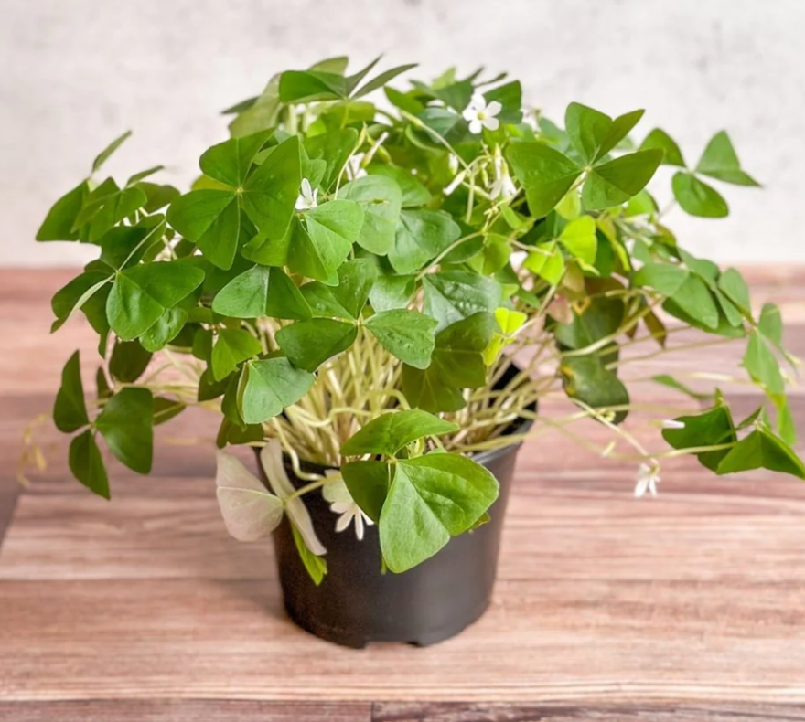 Shamrock Plant