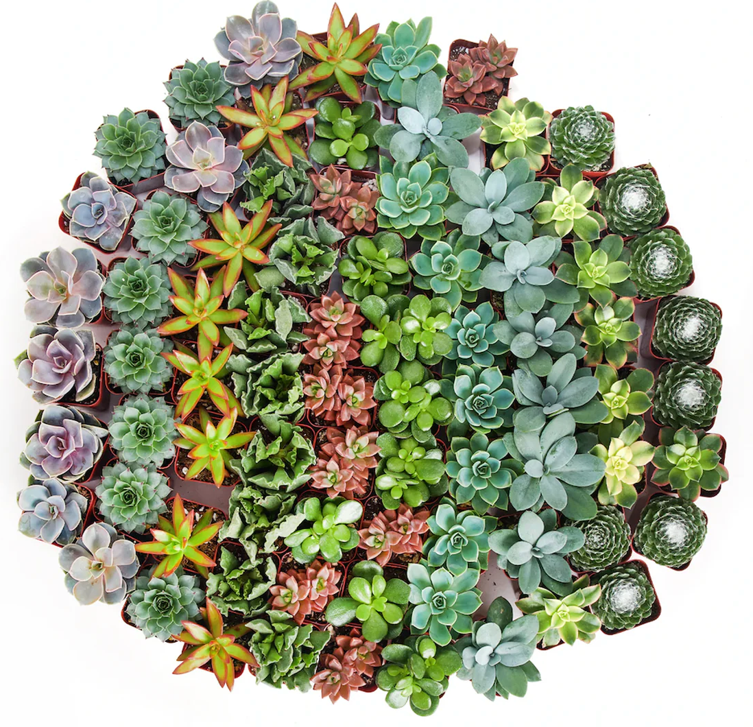 Succulent Variety