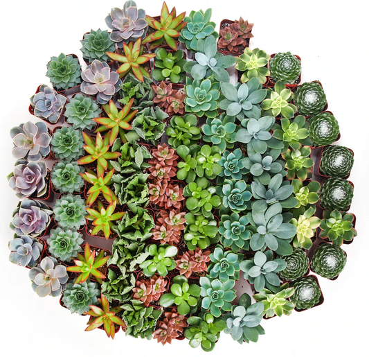 2" Succulent