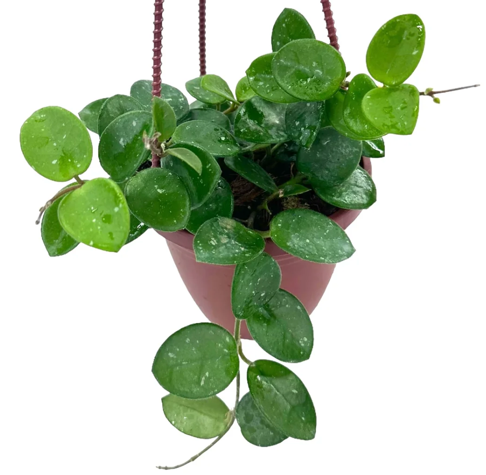 Hoya Hanging Basket 8"