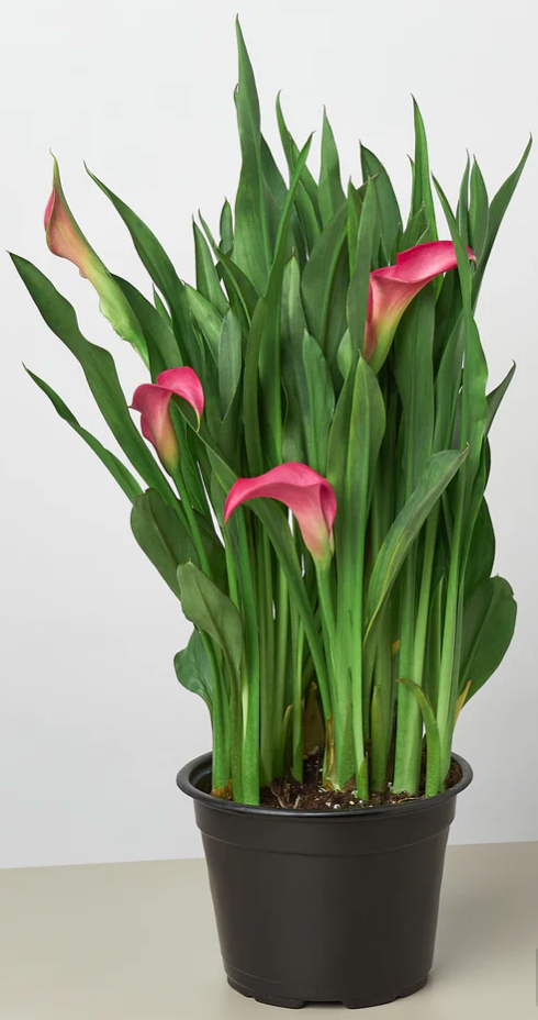 Calla Lily 6"