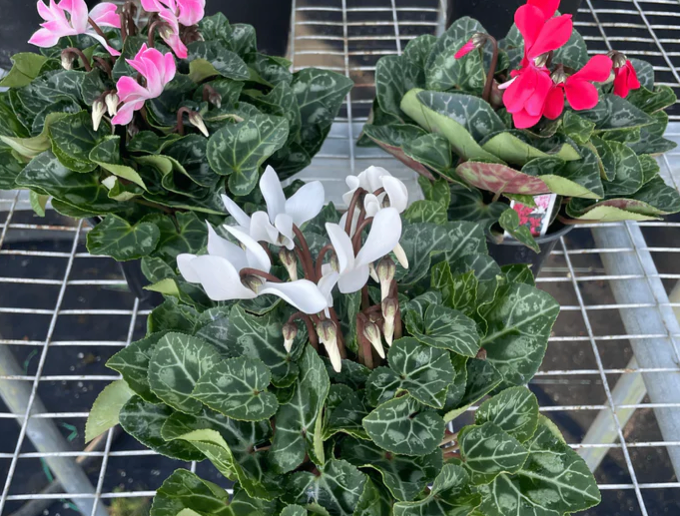 Cyclamen