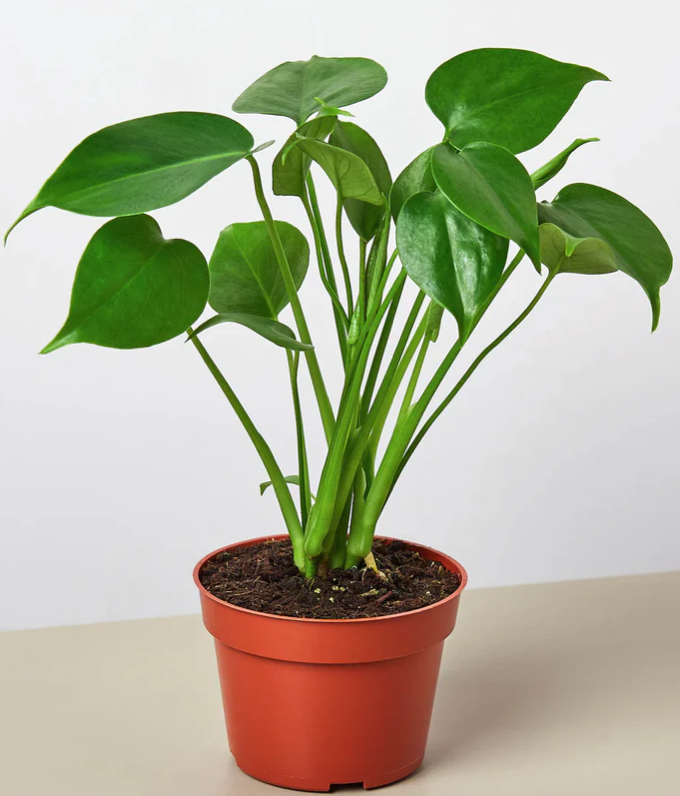 Split Leaf 8" No Pole