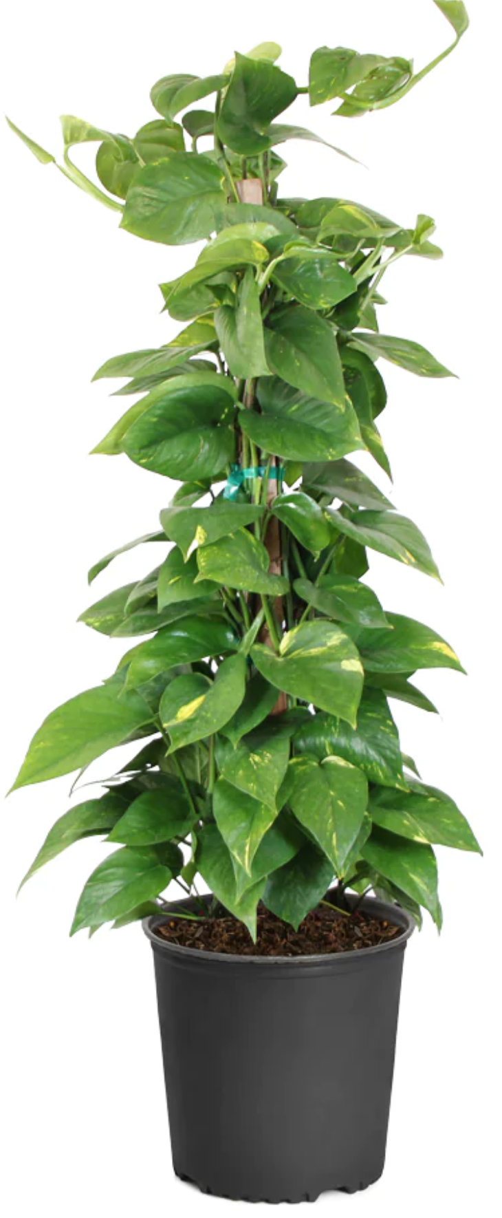 Pole Pothos 6"