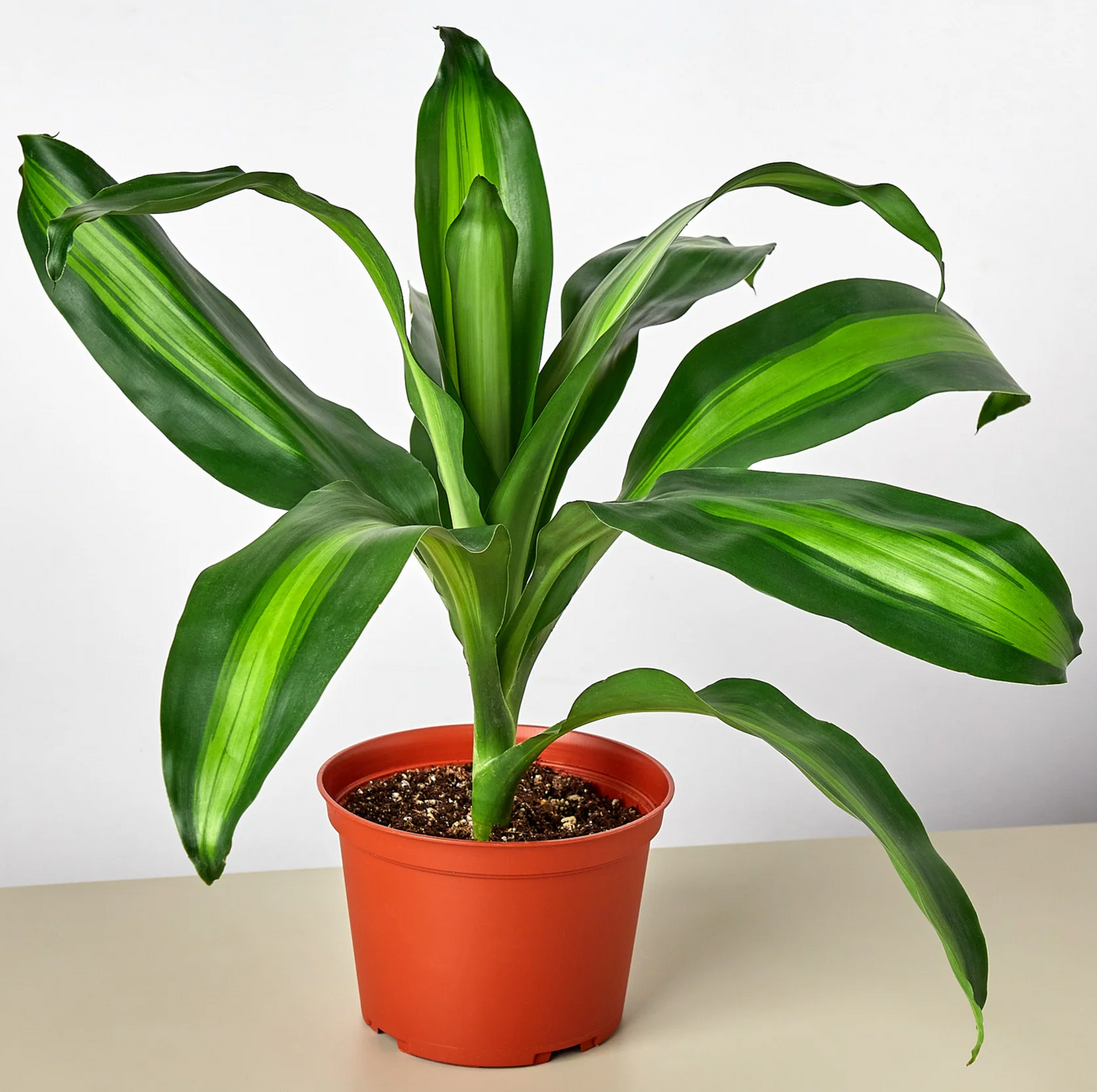 Dracaena Mass Cane
