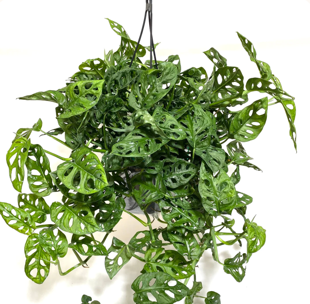 Philodendron Swiss Cheese Hanging Basket