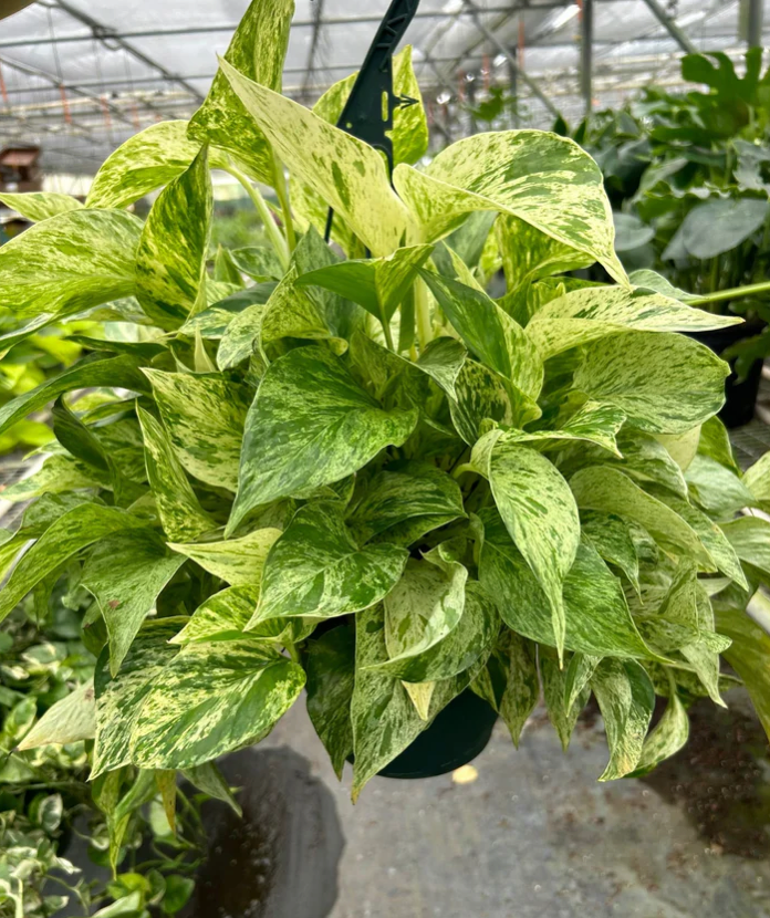 Marble Queen Hanging Basket 8"