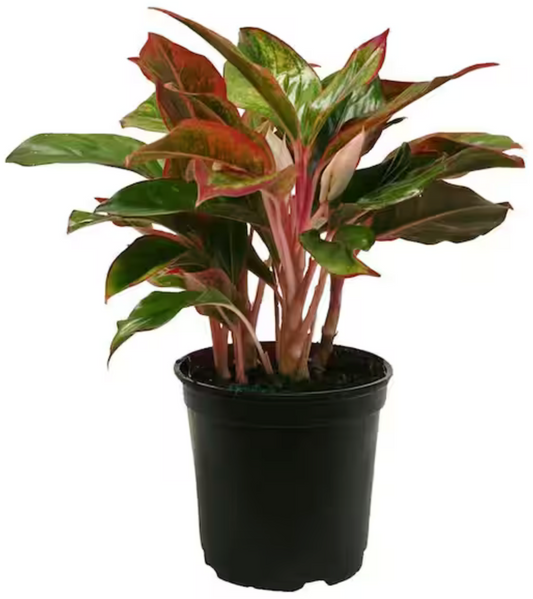 Aglaonema Hybrid 6"