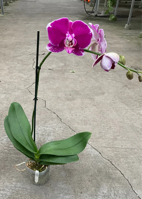 Orchid