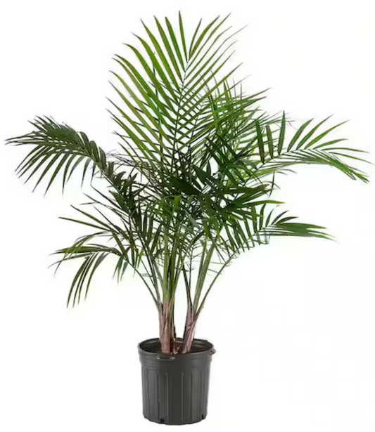 10" Majesty Palm