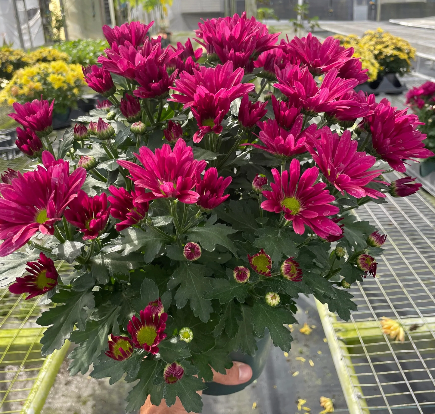 8" Garden Mum