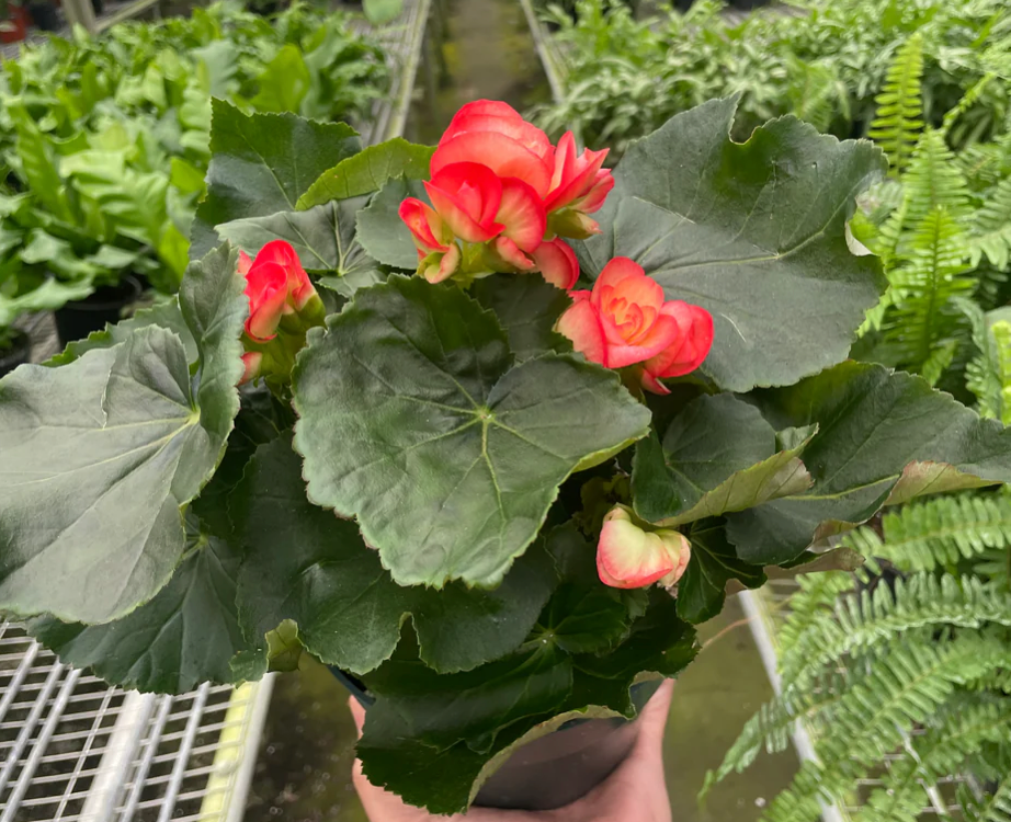 Riegor Begonia 6"