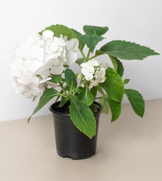 6" Spring Hydrangea