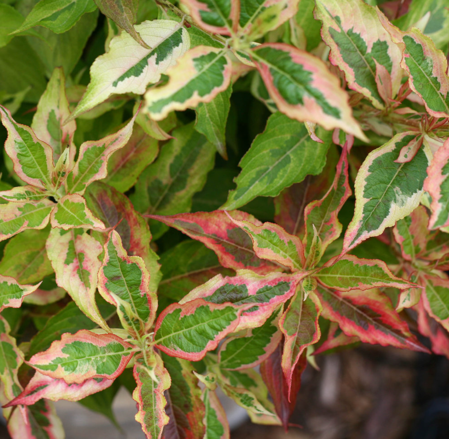 Weigela My Monet Sunset