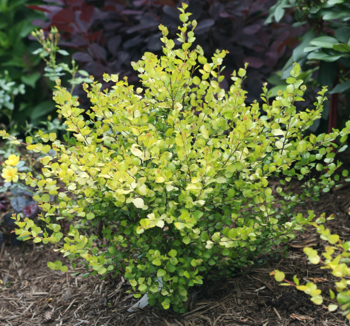 Dwarf Birch Cesky Gold