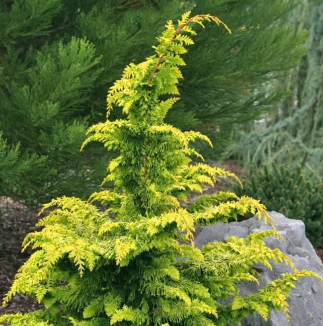 Golden Minoki False Cypress