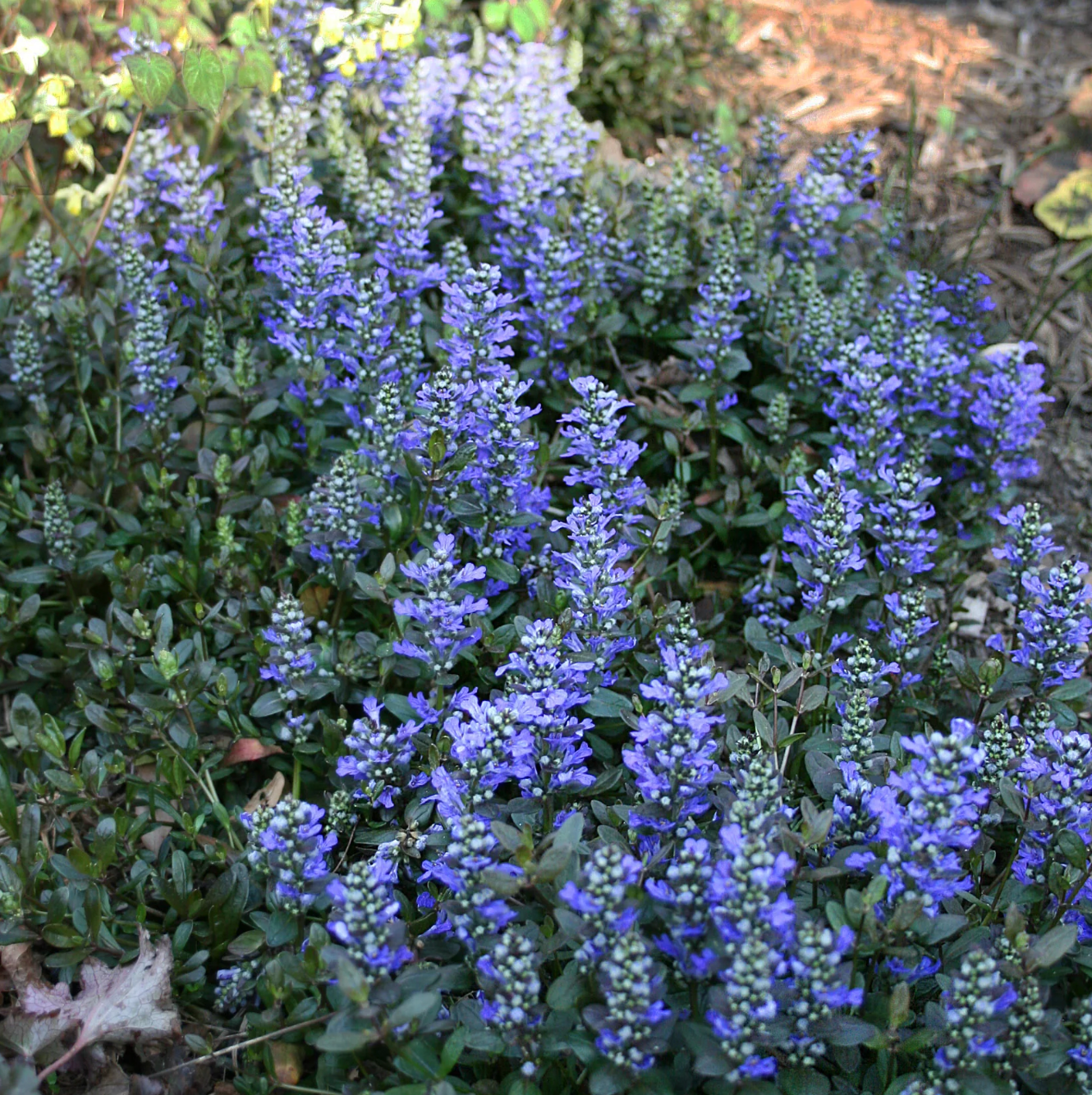 Ajuga Chocolate Chip #1