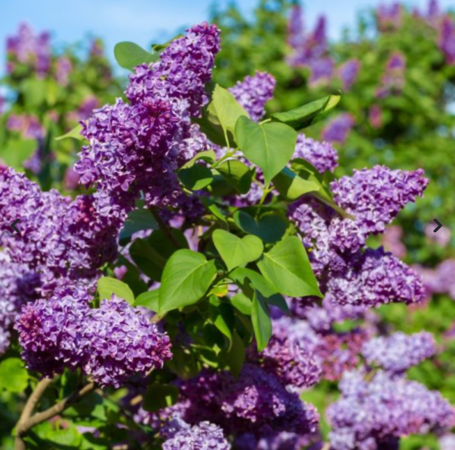 Lilac Common Purple