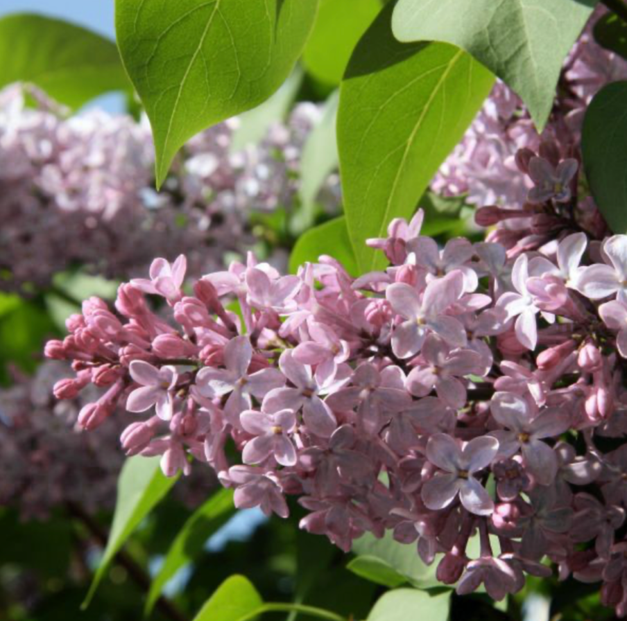 Lilac Dward Korean