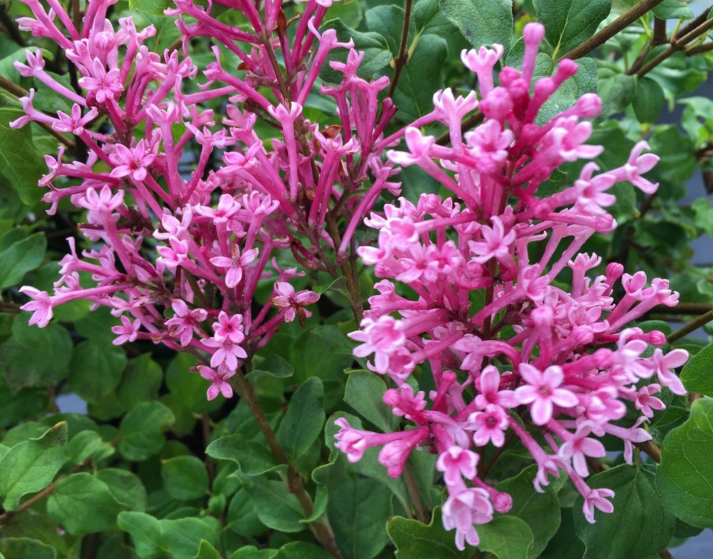 Bloomerang Dwarf Purple