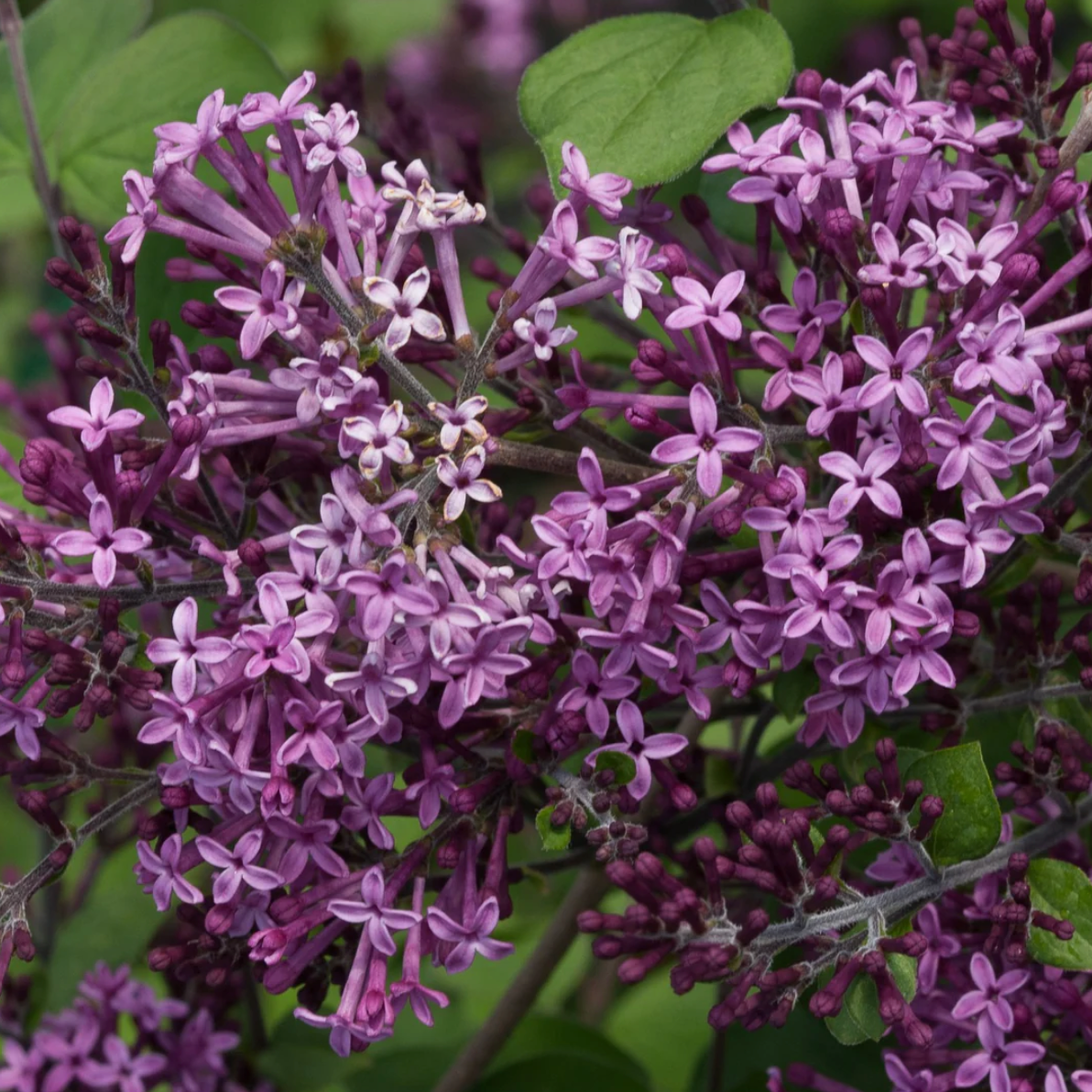 Lilac Bloomerang Dark Purple #3