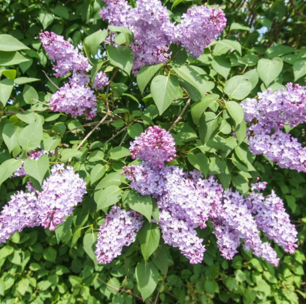 Bloomerang Tiny Dancer