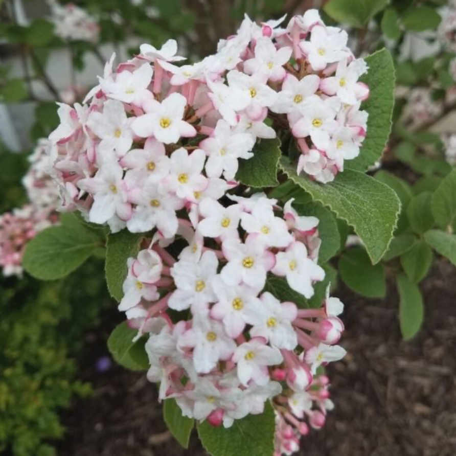 Viburnum Korean Spice