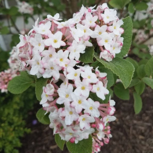 Viburnum Korean Spice