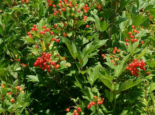 Viburnum Alfredo Compact American Cranberry Bush