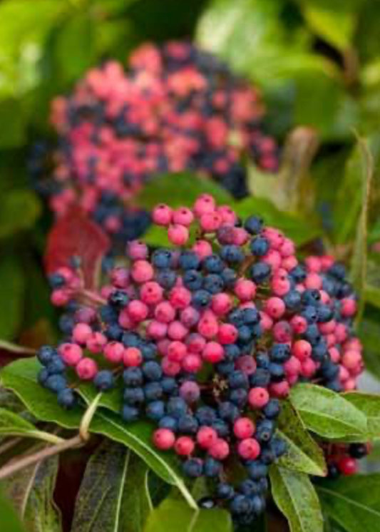 Viburnum Brandywine
