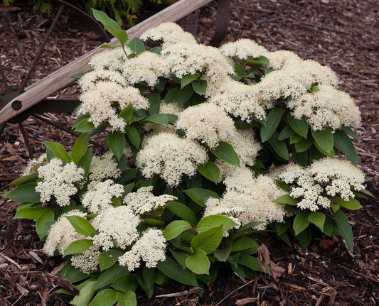 Viburnum Little Ditty #3