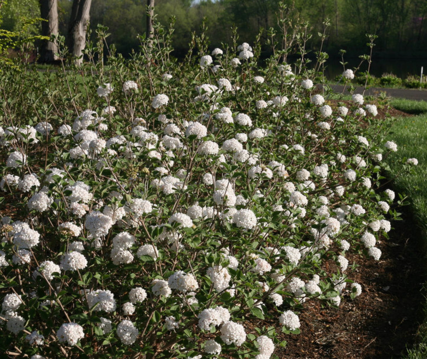 Viburnum Spice Baby #3