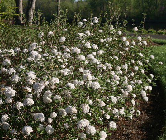 Viburnum Spice Baby #3