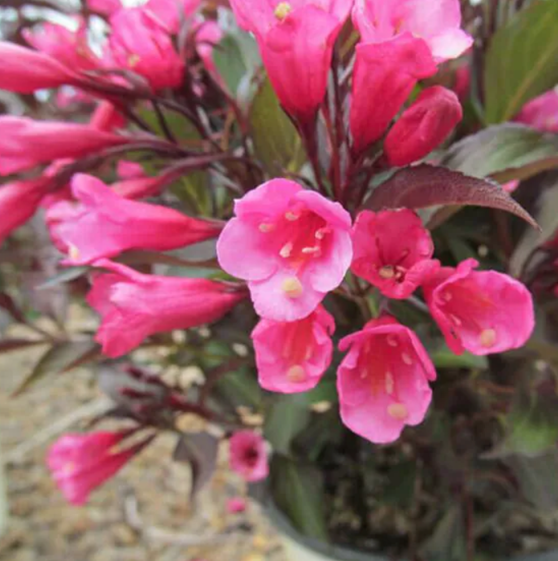 Weigela Dark Horse