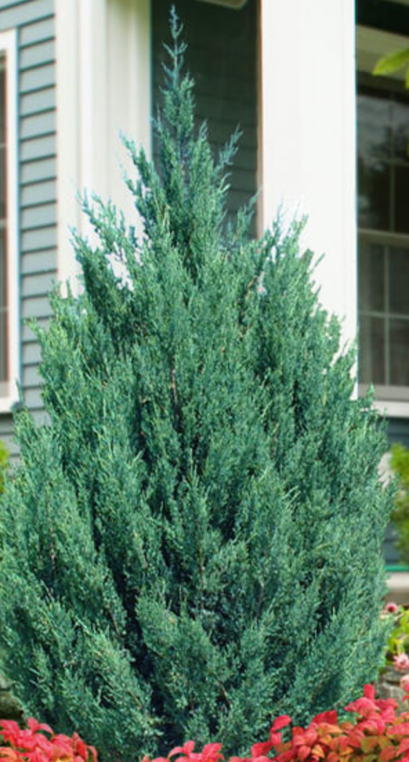 Blue Point Juniper
