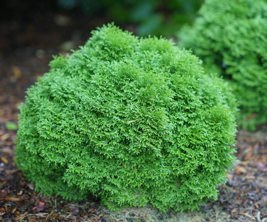 Thuja Tator Tot #3