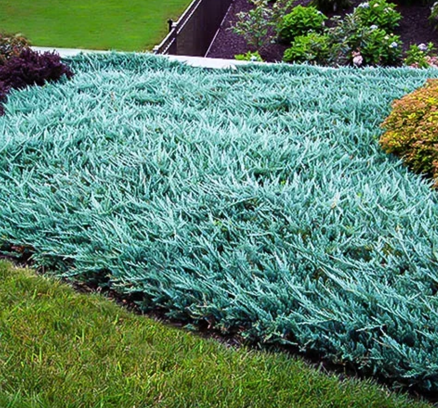 Blue Rug Juniper