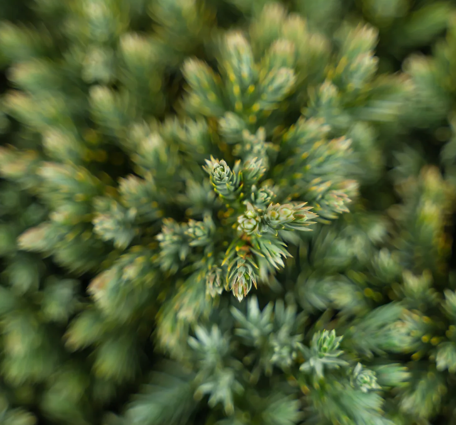 Blue Star Juniper