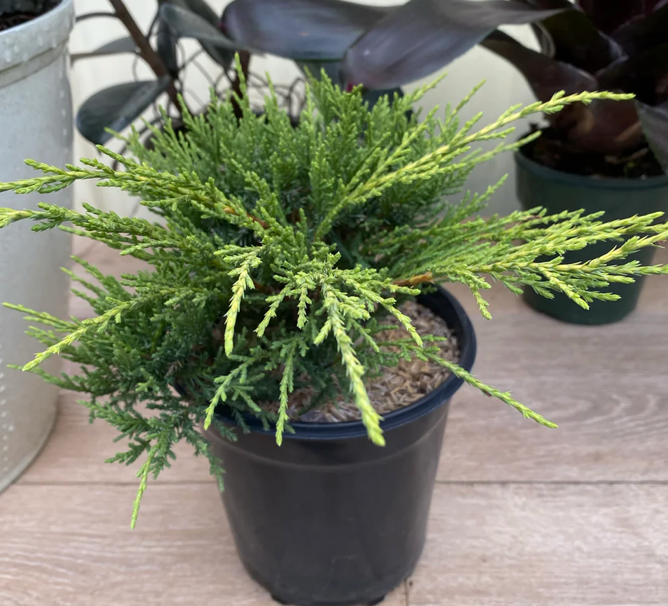 Old Gold Juniper