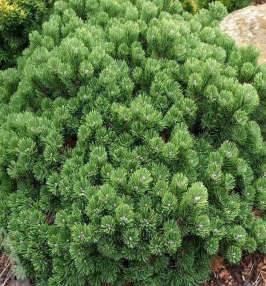 Mugo Pine #3