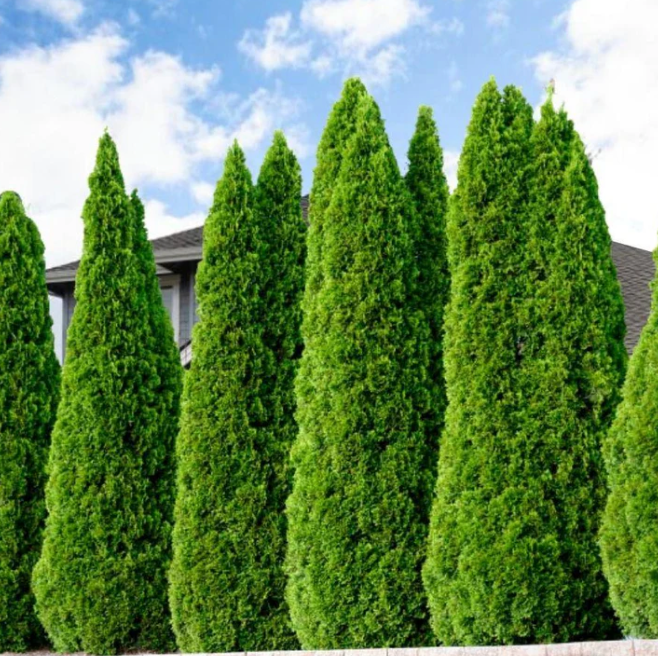 Emerald Green Arborvitae #15 Potted